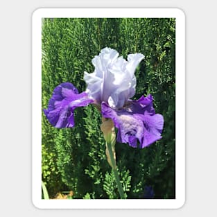 Blue and Purple Iris Sticker